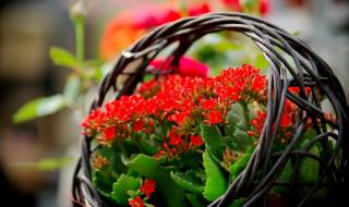 广场舞花篮的花儿香 广场舞花篮的花儿香