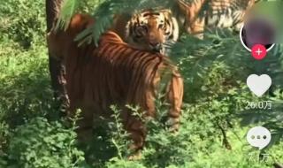 抖音IP属地怎么关闭 抖音IP属地怎么关闭